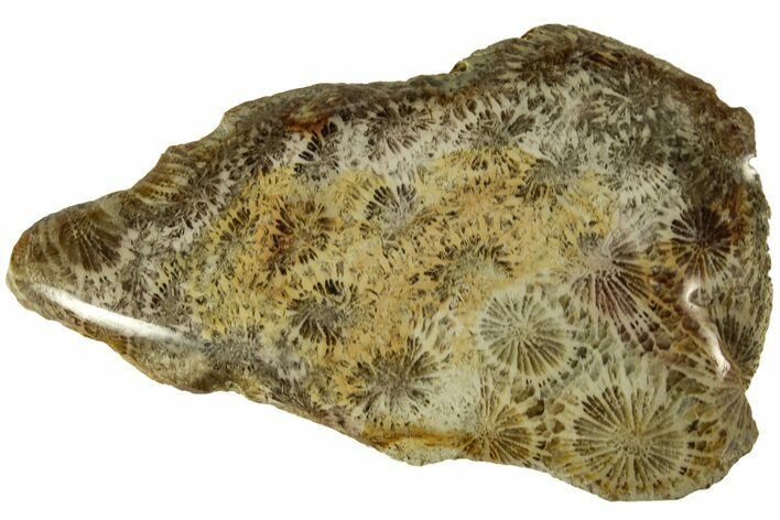Polished Fossil Coral Head - Indonesia #210914
